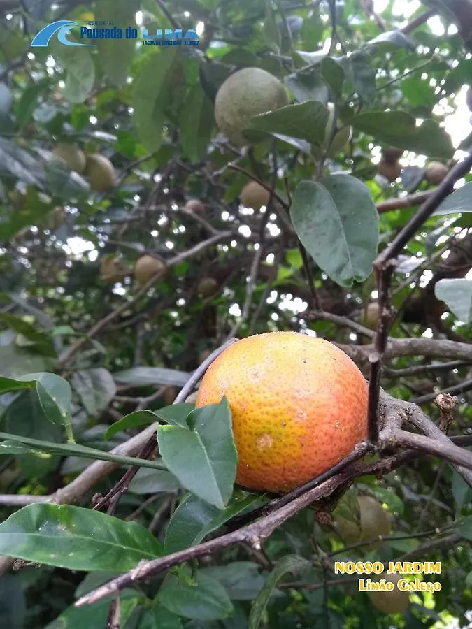 Pousada Do Lima Florianópolis Kro